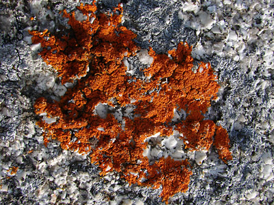 Xanthoria elegans