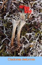 Cladonia deformis