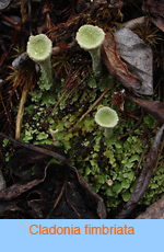 Cladonia fimbriata