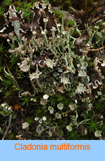 Cladonia multiformis