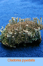 Cladonia pyxidata