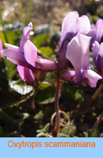 Oxytropis scammaniana