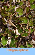 Peltigera apthosa