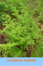 Dryopteris expansa