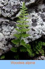 Woodsia alpina