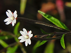 Epilobium species