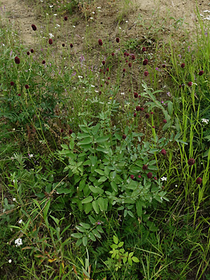 Sanguisorba officinalis