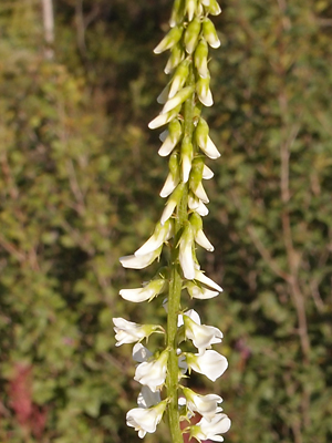 Melilotus albus