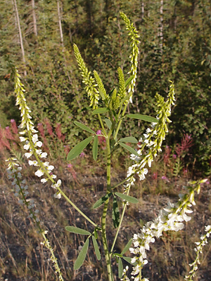 Melilotus albus