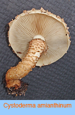 Cystoderma amianthinum