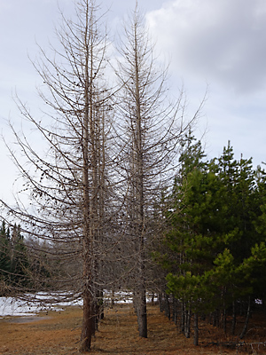 Larix laricina