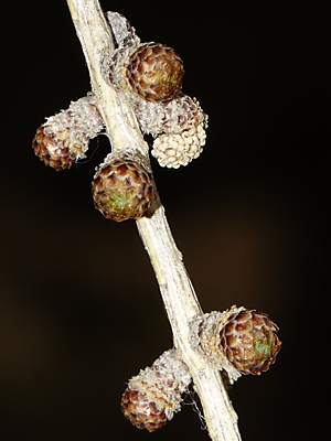 Larix laricina