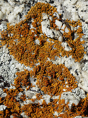 Xanthoria elegans