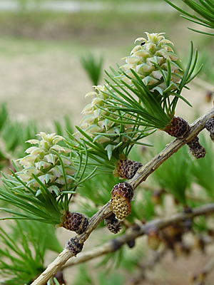 Larix laricina