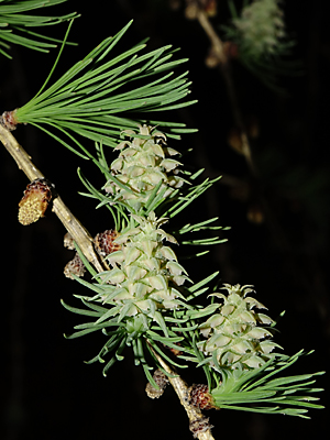 Larix laricina