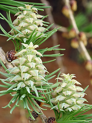 Larix laricina