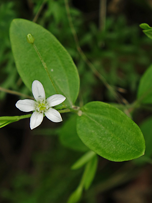 Moehringia lateriflora