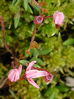 Vaccinium oxycoccos