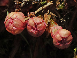 Rhodiola_integrifolia