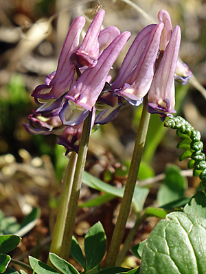 Corydalis pauciflora