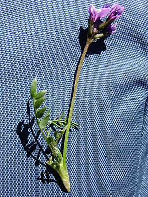 Oxytropis scammaniana