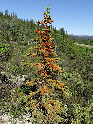 Picea mariana