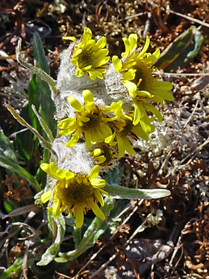 Tephroseris yukonensis