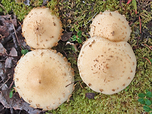 Cystoderma amianthinum