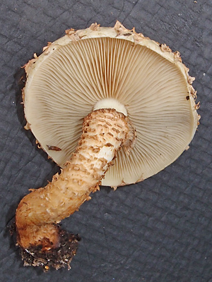 Cystoderma amianthinum