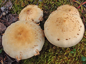 Cystoderma amianthinum