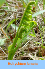 Botrychium lunaria