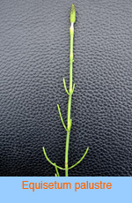 Equisetum_palustre