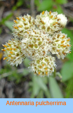 Antennaria pulcherrima