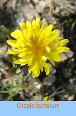 Crepis tectorum