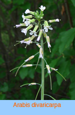 Arabis divaricarpa