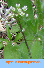 Capsella bursa-pastoris