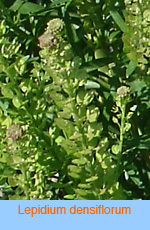 Lepidium densiflorum