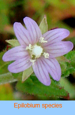 Epilobium species