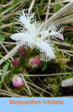 Menyanthes trifoliata