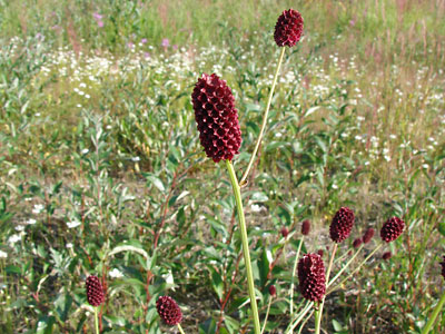 Sanguisorba officinalis