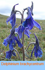 Delphinium brachycentrum