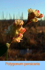 Polygonum persicaria