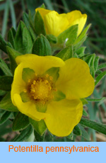 Potentilla pensylvanica