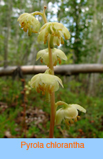 Pyrola chlorantha