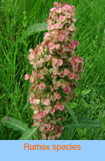 Rumex_species