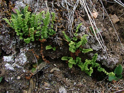 Woodsia glabella