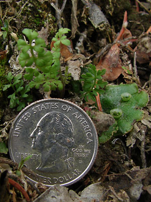 Woodsia glabella