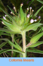 Collomia linearis