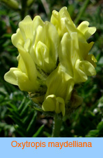 Oxytropis maydelliana