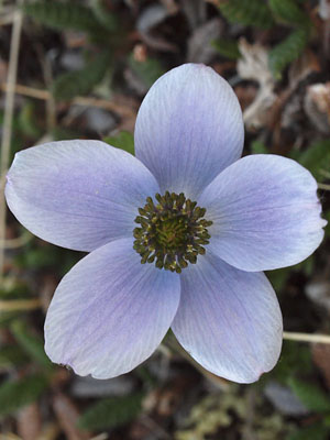 Anemone multiceps